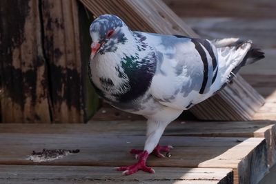 Leuwie the pigeon