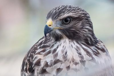 Red-shouldered hawk closeup