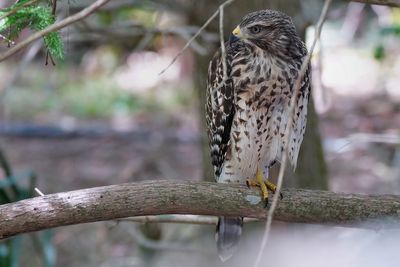 Red-shouldered hawk