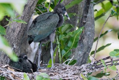 Glossy ibis chick