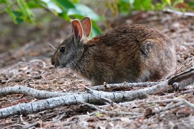 Marsh rabbit