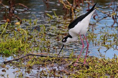 Black-necked stilt looking for a nesting spot