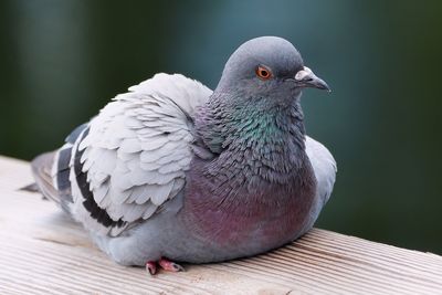 Relaxed pigeon on the rail