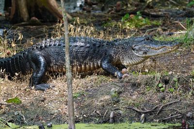 American alligator
