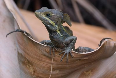 Basilisk lizard