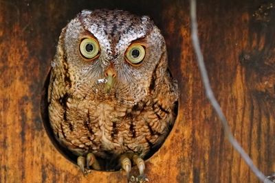 Eastern screech owl