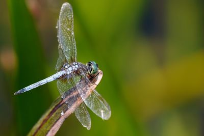 Blue dasher dragonfly
