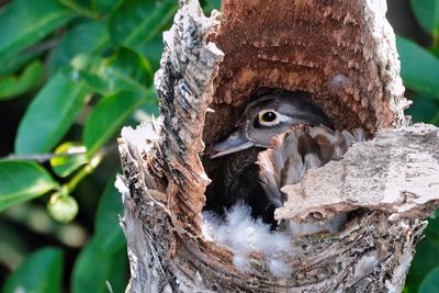Female wood duck in a nesting hole