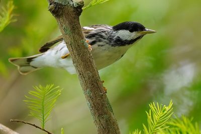 Male blackpoll warbler