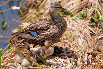 Mottled duck with ducklings