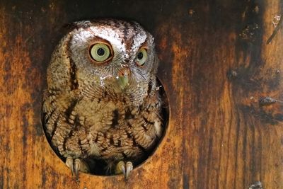 Eastern screech owl