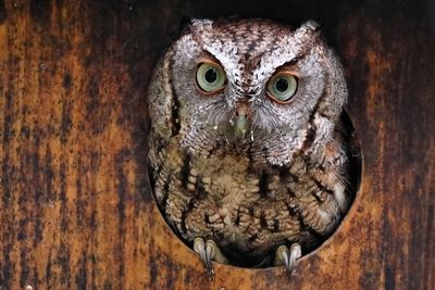 Eastern screech owl