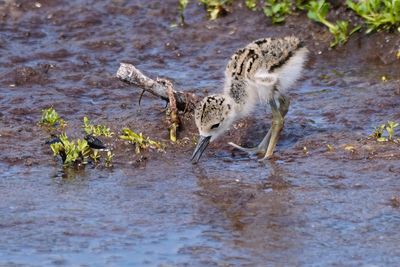 Black-necked stilt chick