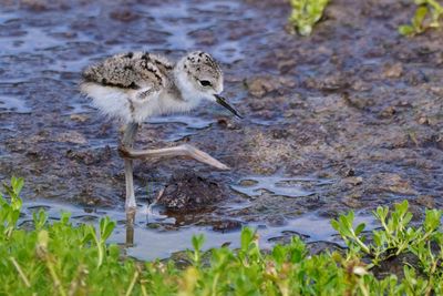 Black-necked stilt chick
