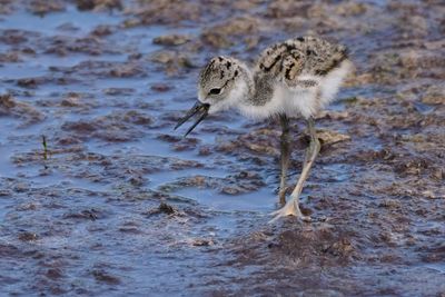 Black-necked stilt chick