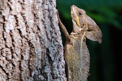 Basilisk lizard closeup