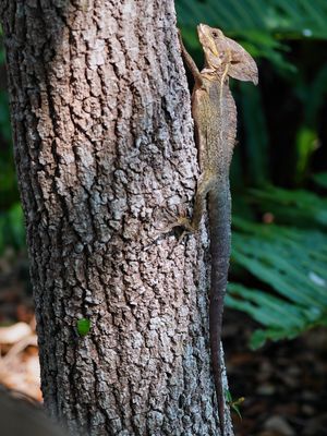 Basilisk lizard