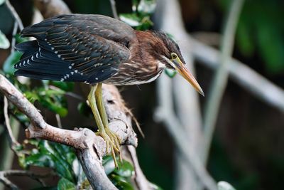 Juvenile green heron