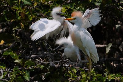 Cattle egret with hungry chicks