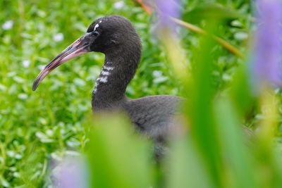 Juvenile glossy ibis