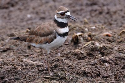 Killdeer
