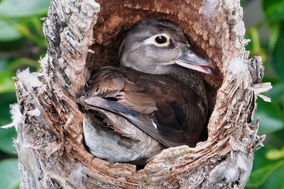 Female wood duck