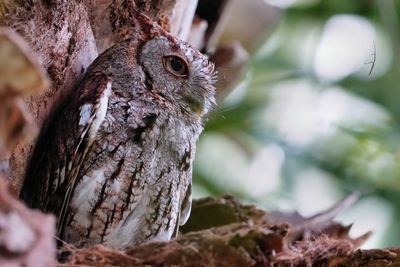 Eastern screech owl