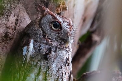 Eastern screech owl