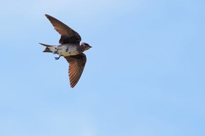 Purple martin in flight