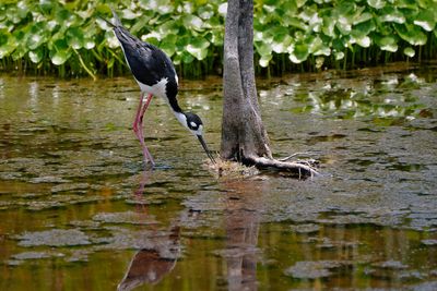 Black-necked stilt feeding
