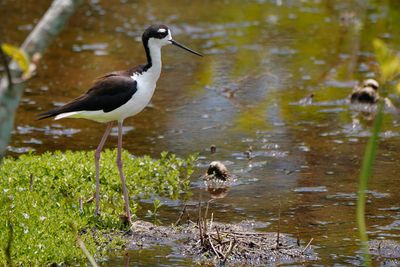Black-necked stilt parent guarding
