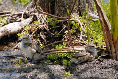 Black-necked stilt chicks resting