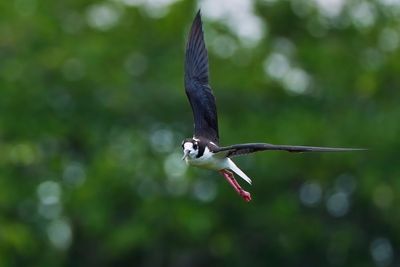 Black-necked stilt chasing