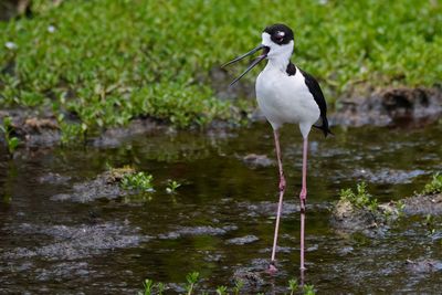 Black-necked stilt calling