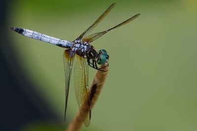 Blue dasher