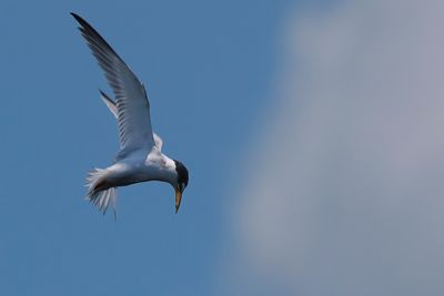 Least tern
