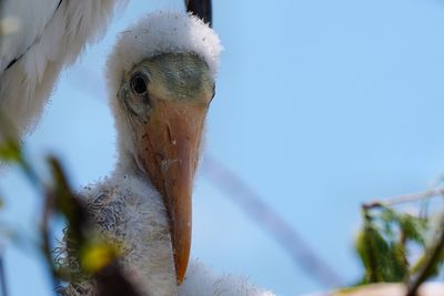 Wood stork chick