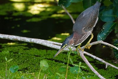 Green heron in fishing pose
