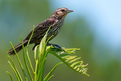 Juvenile red-winged blackbird