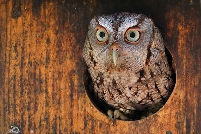 Eastern screech owl