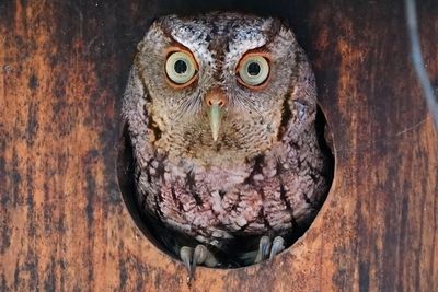 Eastern screech owl