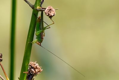 Meadow katydid