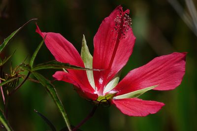 Wild hibiscus