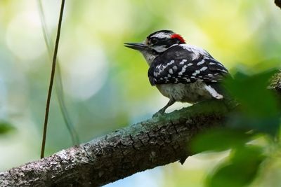 Downy woodpecker