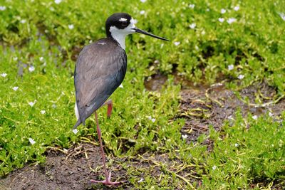 Black-necked stilt mom on overwatch