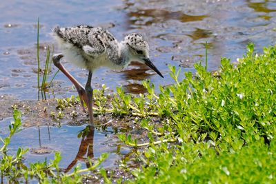 Black-necked stilt chick feeding