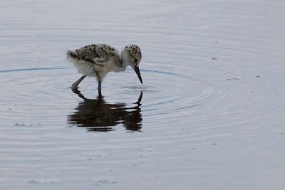 Black-necked stilt chick wading the shallows