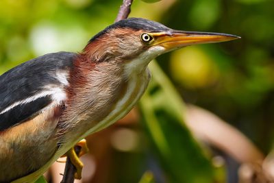 Least bittern male closeup