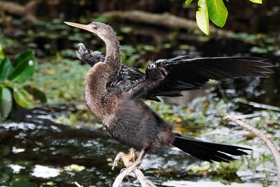 Anhinga drying off