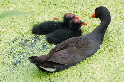 Common gallinule mom and two chicks